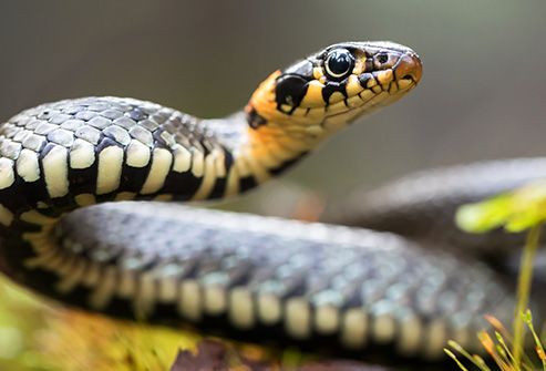 alert grass snake