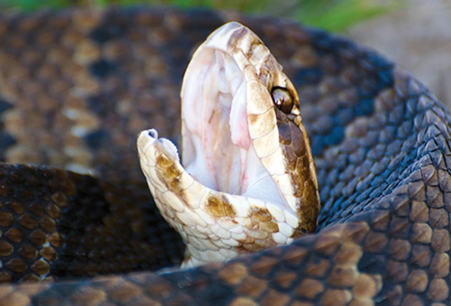 Pit Vipers: Cottonmouths
