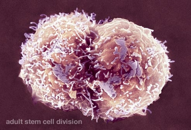 Where do Stem Cells Come From?