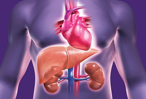 heart liver kidneys