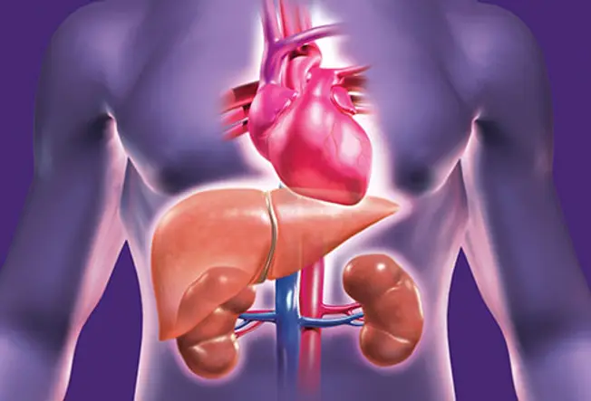 getty rf photo of heart liver kidneys