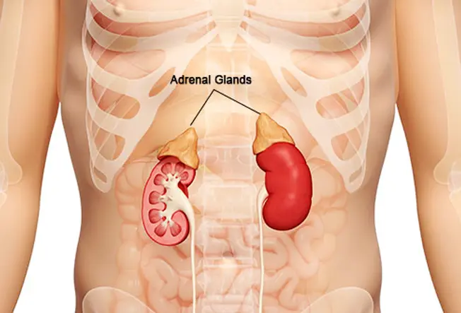 getty rf photo of kidneys and adrenal glands