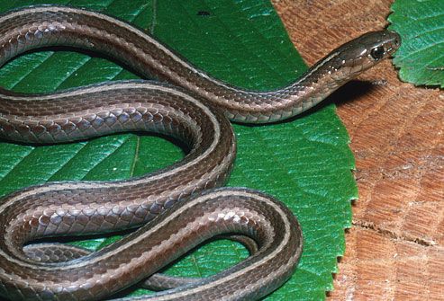 Adult shorthead garter snake