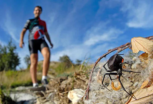 Hiker coming across black widow spider