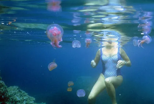 Swimmer surrounded by floating jellyfish