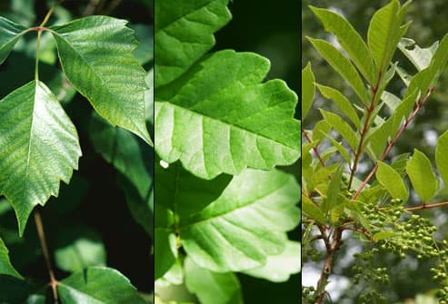 Poison Ivy, Oak, and Sumac plants