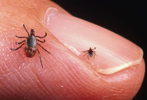 Adult Female and nymph tick on fingertip