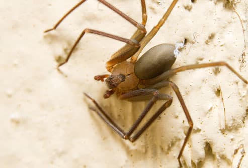 Brown recluse spider in sand