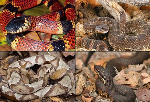 Collage of poisonous snakes
