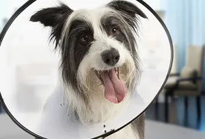 Dog Wearing Anti-Lick Cone