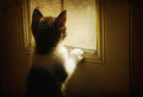 Kitten Looking Out of a Window