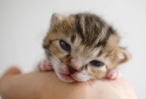 Close Up of Cute Kitten