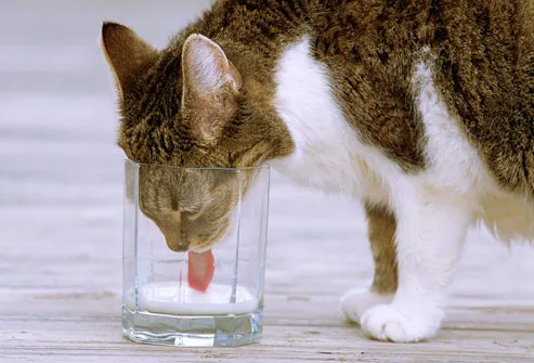 Cat Lapping Milk From Glass