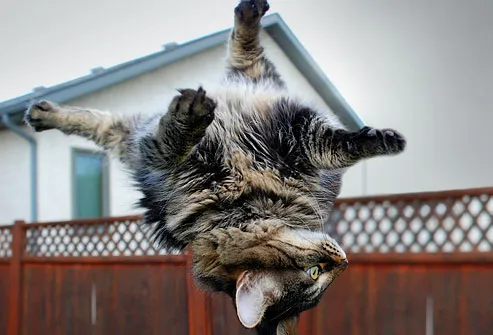 Cat Falling in Air