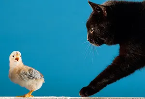 Cat About to Pounce on Bird
