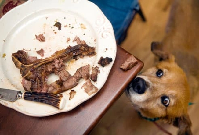 Myth: Dogs Need Bones