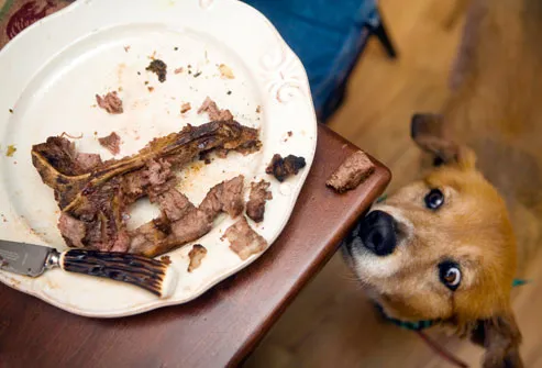 dog looks hungrily at a steak