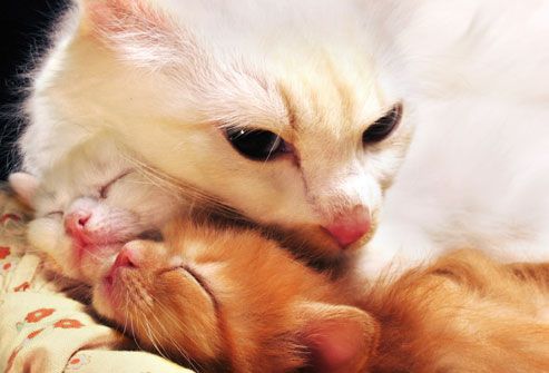 Mama Cat and Kittens