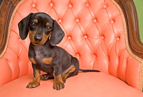 Dachshund Puppy on Tufted Chair