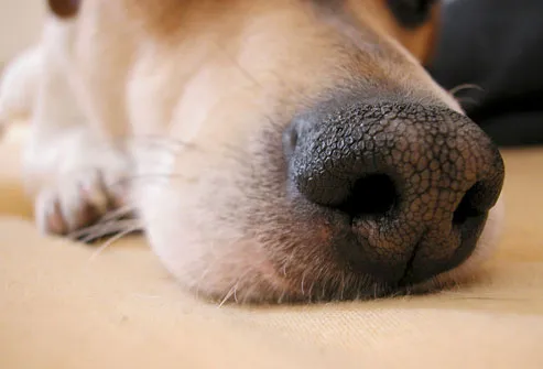 Close Up of Dog Nose