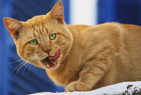 Cat Licking and Showing Teeth