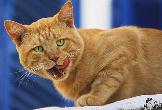 Fact: Cats Smell With Their Mouths