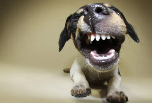 Puppy Showing Teeth