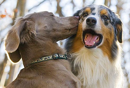 Dogs Being Affectionate 