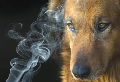 Dog Reacting to Second Hand Smoke