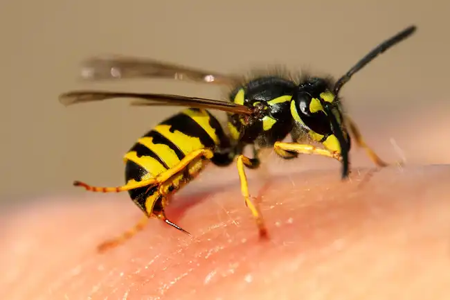 wasp on skin
