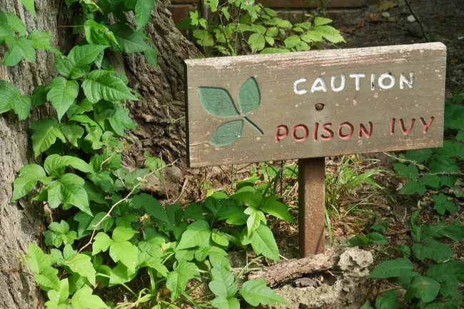 photo of poison ivy