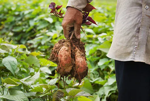 man holding harvested sweet potatoes