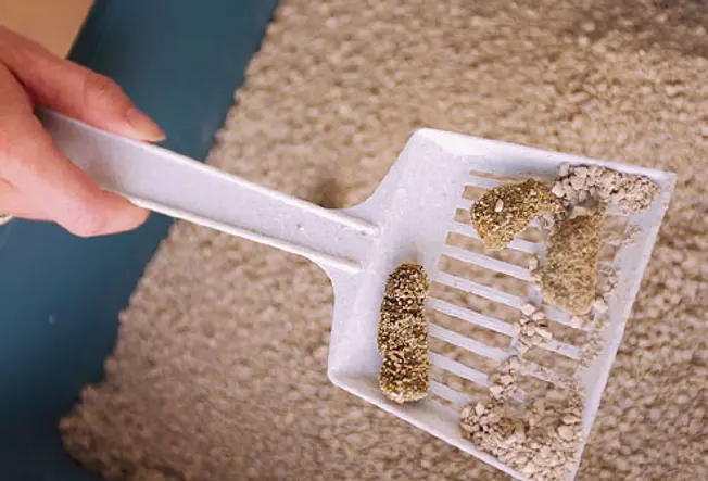 The Scoop on Litter Boxes