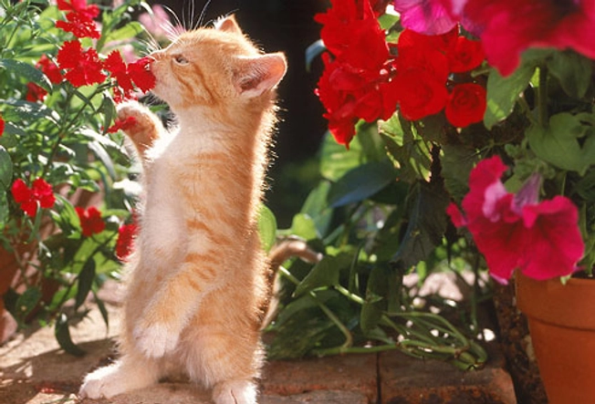 Plants Harmful to Your Kitten
