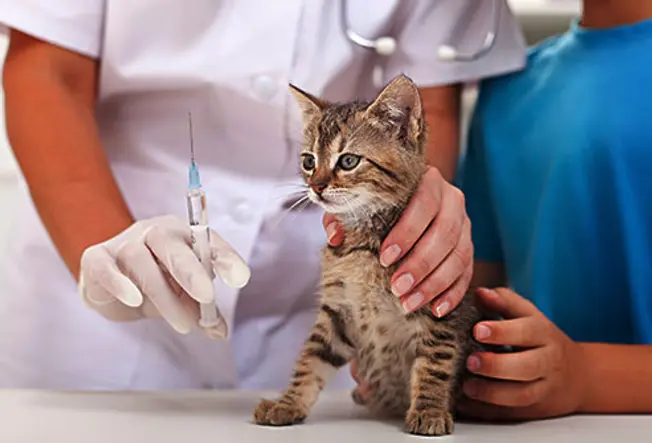 Vaccinate Your Kitten