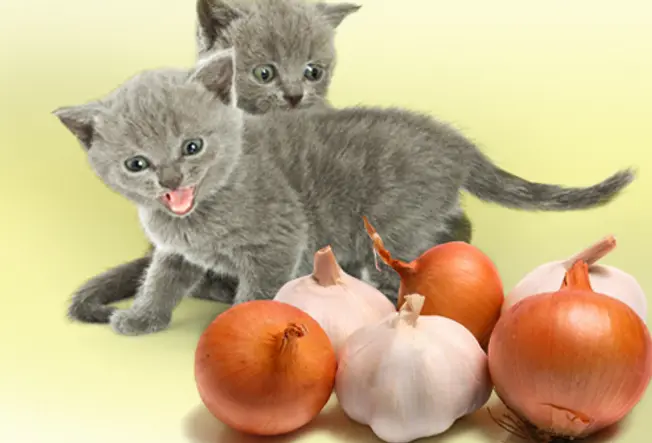 Food Harmful to Your Kitten