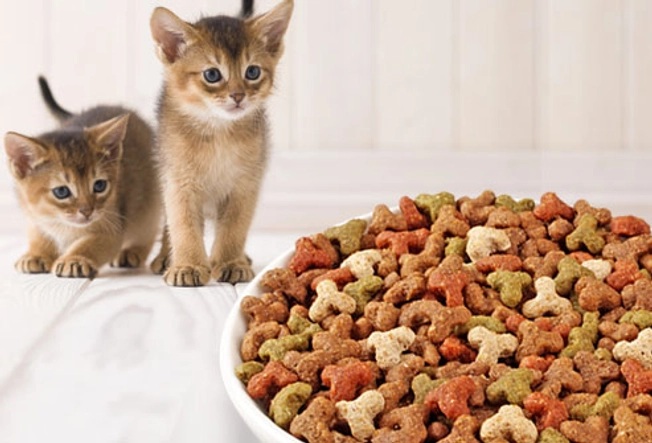Do You Really Need Kitten Food?