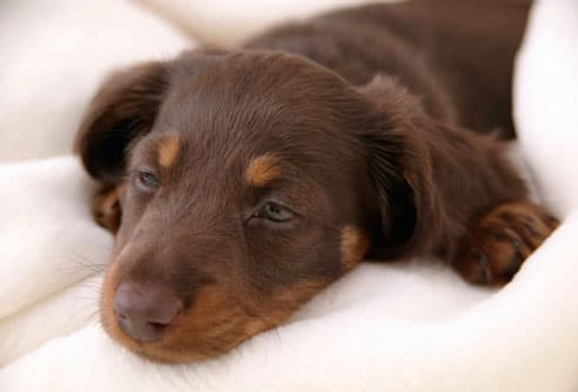 How to Tell When Your Puppy Is Sick