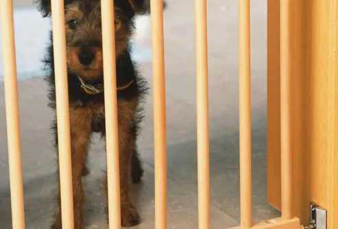 Sad Puppy Behind Baby Gate