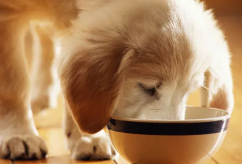 Puppy Eating Kibble 