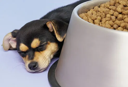 Sleeping Chihuahua Puppy and Big Bowl