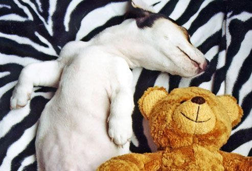 Puppy Sleeping with Teddy Bear