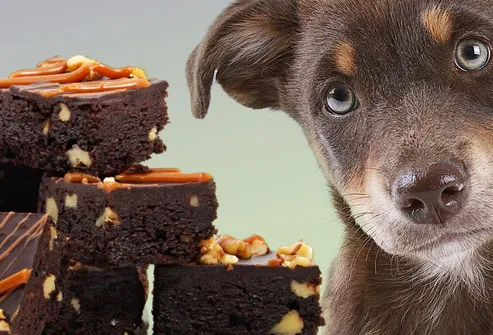 Puppy Looking at Stack of Brownies