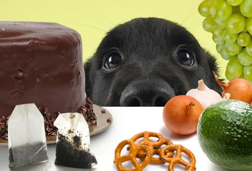 Puppy Looking at an Array of Food