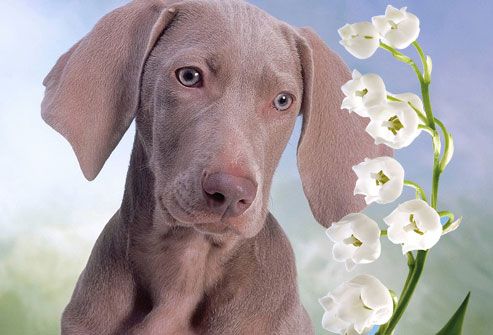 Puppy Looking at White Flowers