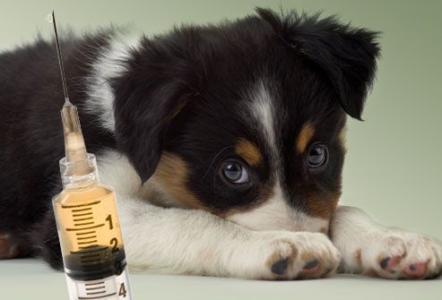 Scared Puppy Looking at Syringe