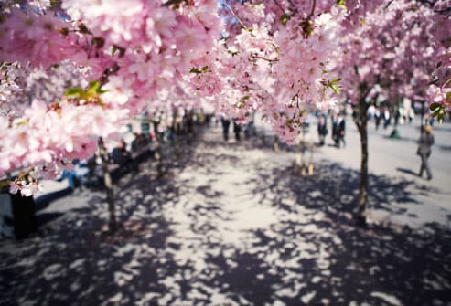 Cherry blossoms on city sidewalk