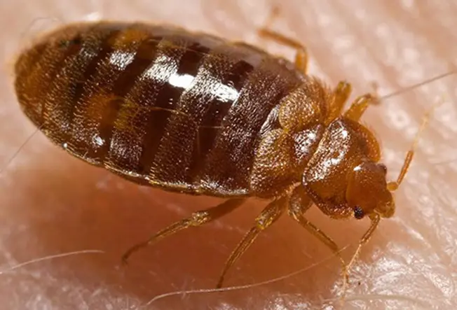 Bedbug Detection