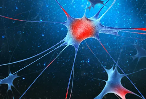 nerve cells illustration