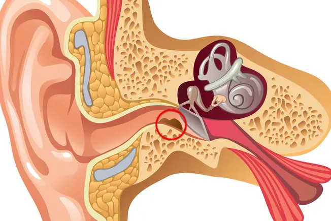 Inside Your Ear